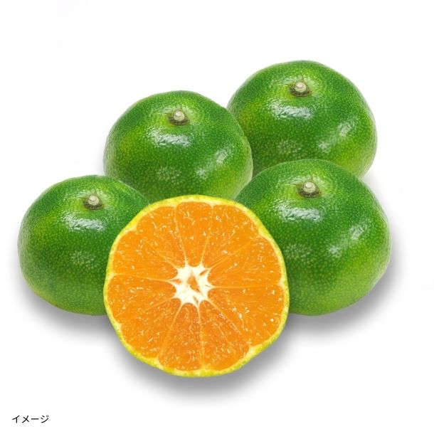 愛媛県産「訳あり 極早生みかん」10kgのお得通販｜Kuradashi