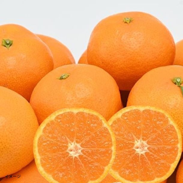 ☆ みかん☆ みかん様 ミカン様 ミカン様 蜜柑様 レビュー】ZXシリーズ10周年