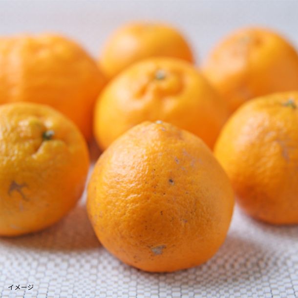 愛媛県産「ぽんかん 家庭用・サイズMIX」8kgのお得通販｜Kuradashi