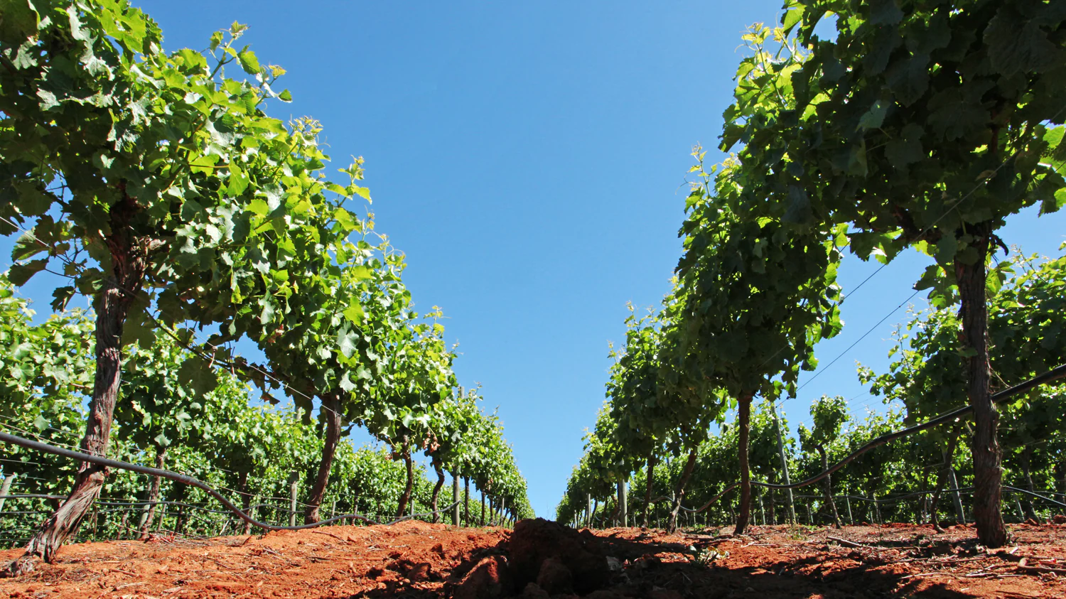 コノスルワインの裏ラベルに秘められたサステナブルの証