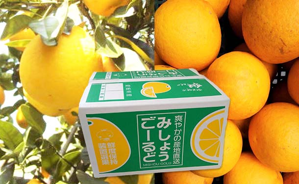 愛媛県産「河内晩柑（みしょうゴールド）」5kgの通販｜Kuradashiで