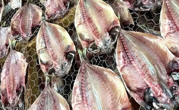 鯵出品 main02-2024-05-27T175819.