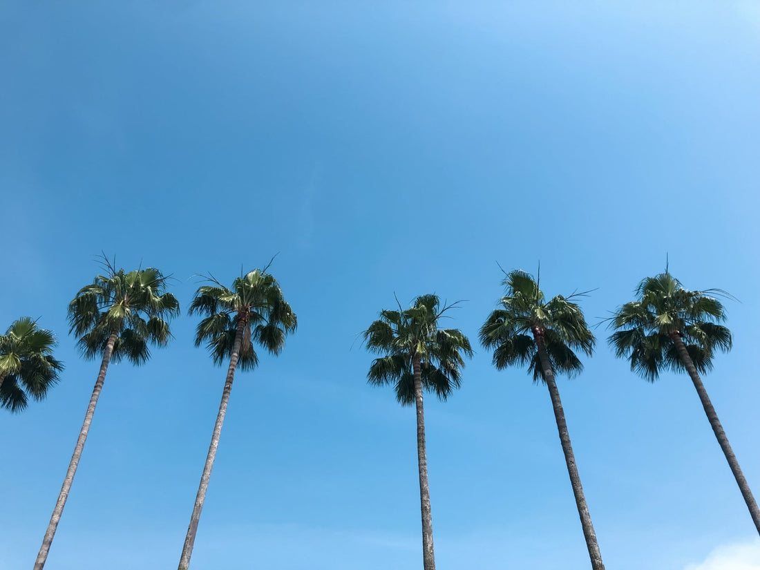 世界一使われる植物油「パーム油」の問題とは？ 環境に優しい取り組み・行動について