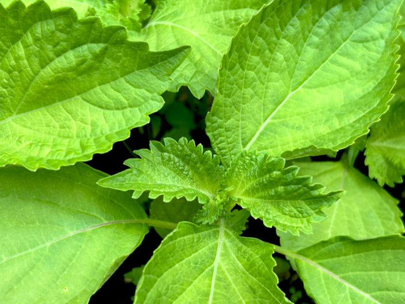 大葉の正しい保存方法とは？冷蔵・冷凍ごとの保存期間も紹介