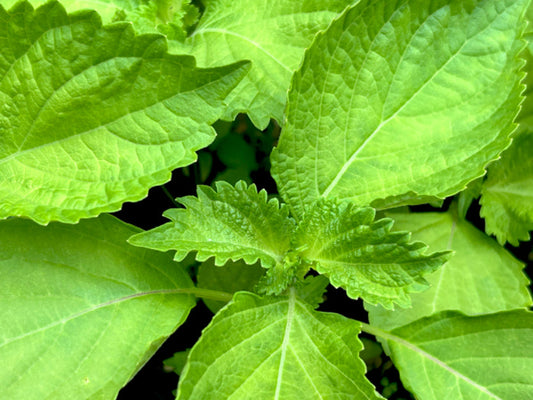 大葉の正しい保存方法とは？冷蔵・冷凍ごとの保存期間も紹介