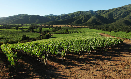 コノスルワインは環境にも配慮。ワイン造りにおける、有機農法と再生可能エネルギーの導入について