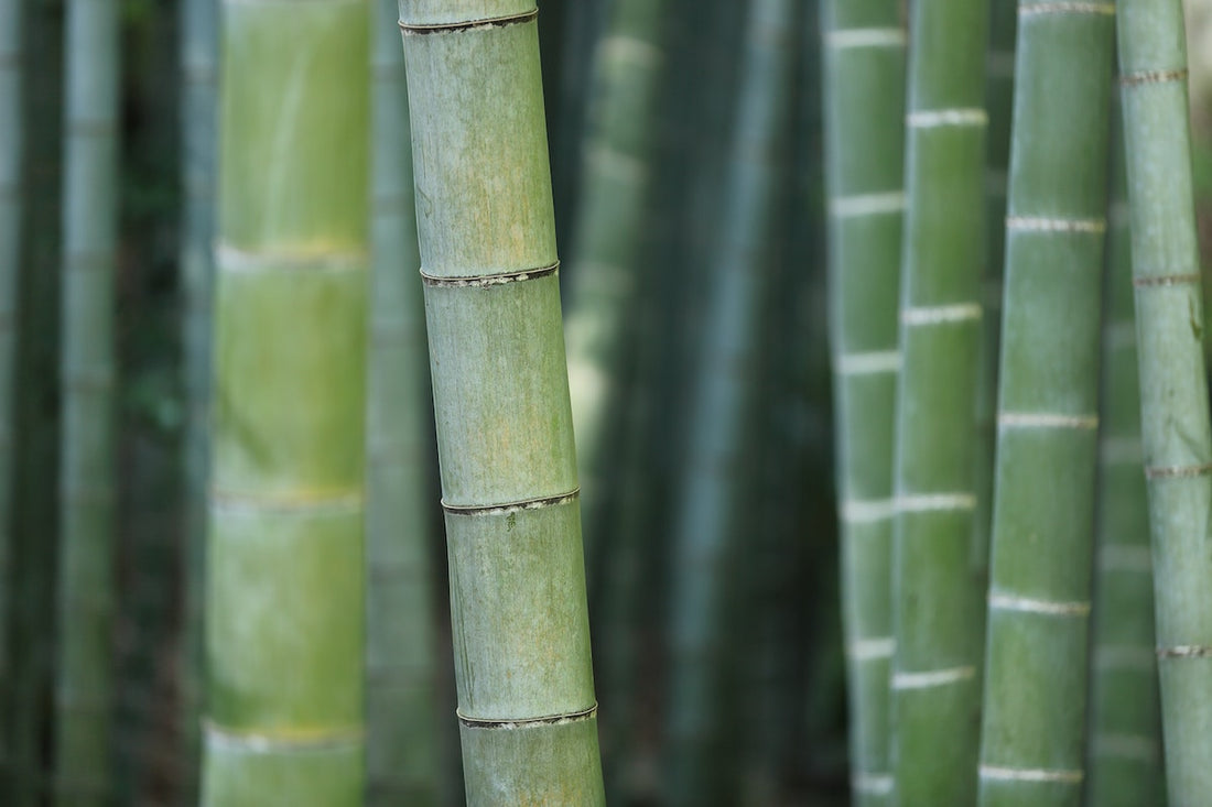 注目の環境にやさしいサステナブル素材「竹」を生活に取り入れる