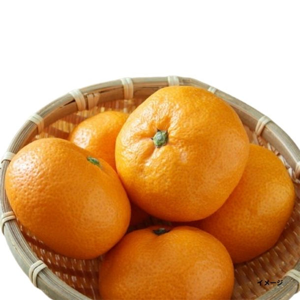 香川県産「早生みかん S～Lサイズ」