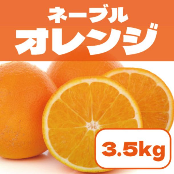 「豊洲市場発 ネーブルオレンジ」