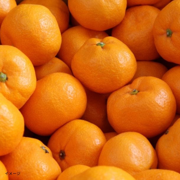 愛媛県産「媛一みかん 家庭用 S～Lサイズ混合」約5kgのお得通販