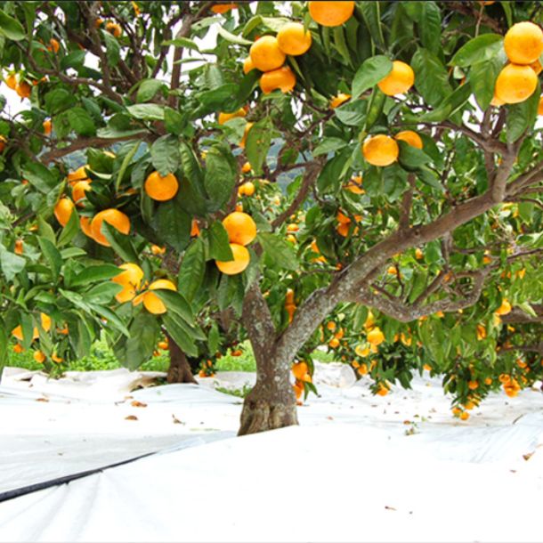 長崎県産「高糖度みかん 味ロマン 糖度12度以上」10kgのお得通販
