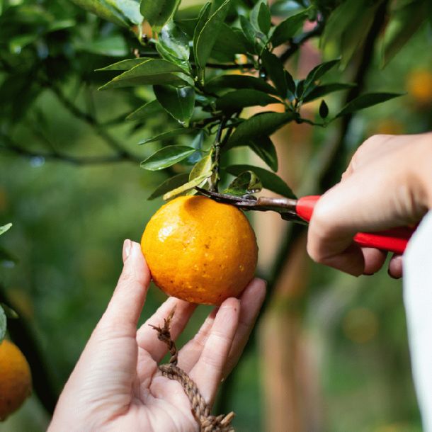 長崎県産「高糖度みかん 味ロマン 糖度12度以上」10kgのお得通販