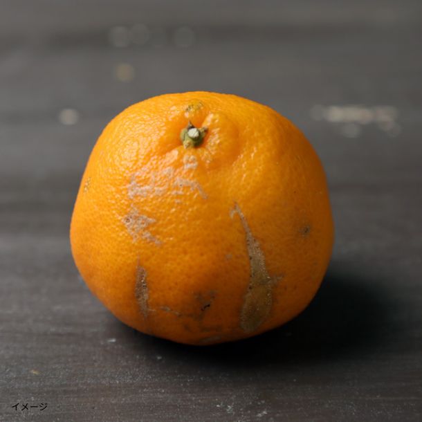 愛媛県産「ぽんかん 家庭用・サイズMIX」8kgのお得通販｜Kuradashi