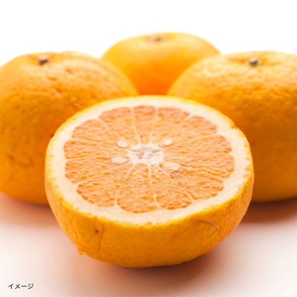 和歌山県産「訳あり 甘夏みかん キズあり・サイズ混合」