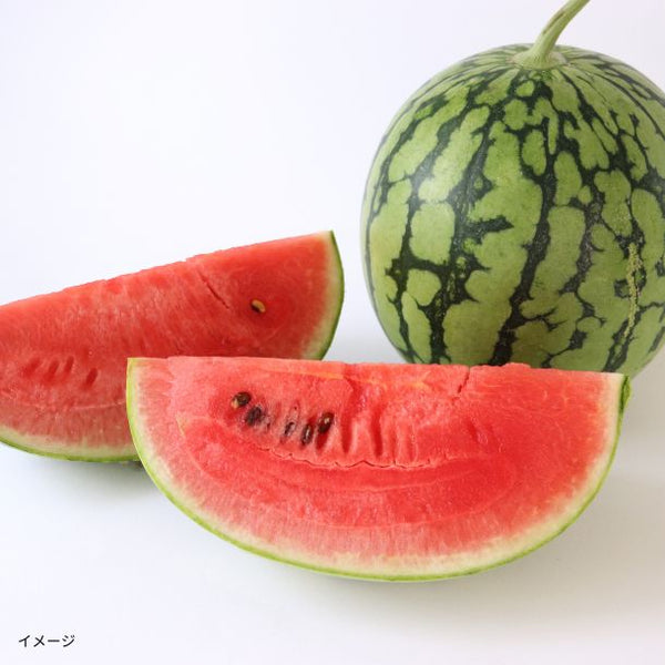 和歌山県産「小玉すいか ピノ・ガール」