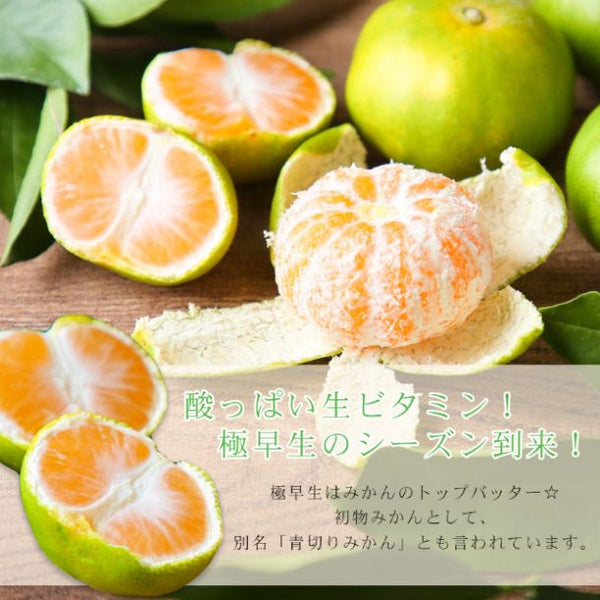 愛媛県産「ちび玉極早生みかん 家庭用・小玉」