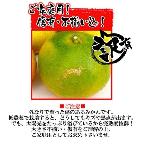 愛媛県産「訳あり 極早生みかん」