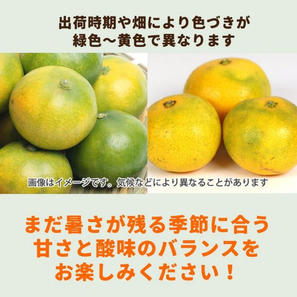 和歌山県産「訳あり 極早生有田みかん キズあり・サイズ混合」