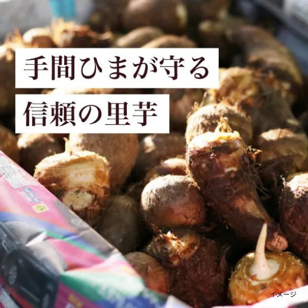 愛知県産「里芋 天晴れ」