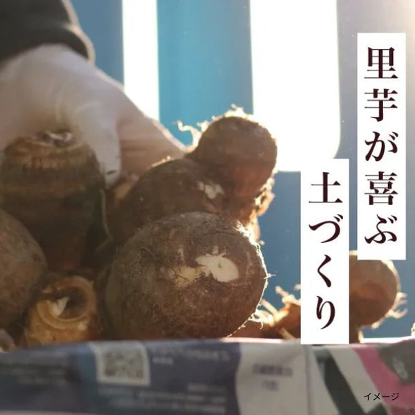 愛知県産「里芋 天晴れ」
