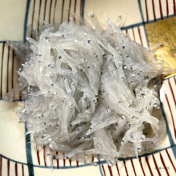 高知県産「ドロメ 生しらす」