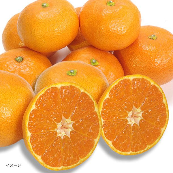 「訳あり 愛媛みかん」
