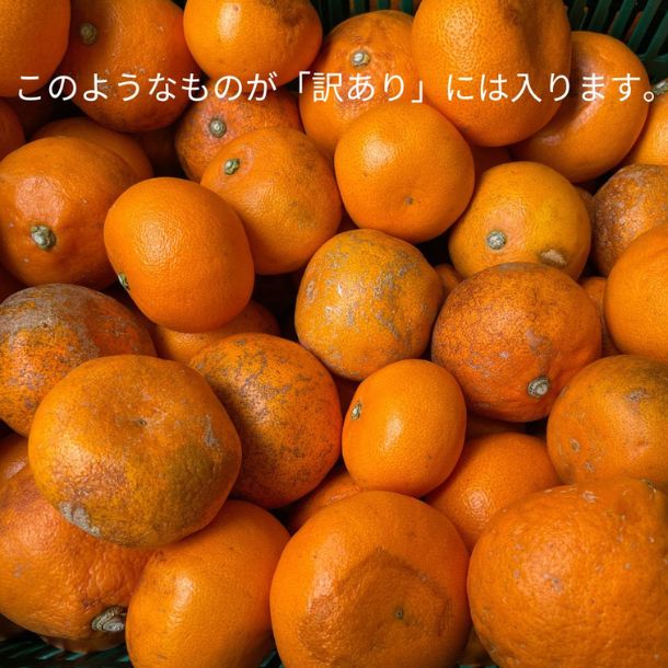 愛媛県産「訳あり せとか」5kgのお得通販｜Kuradashi(クラダシ)で