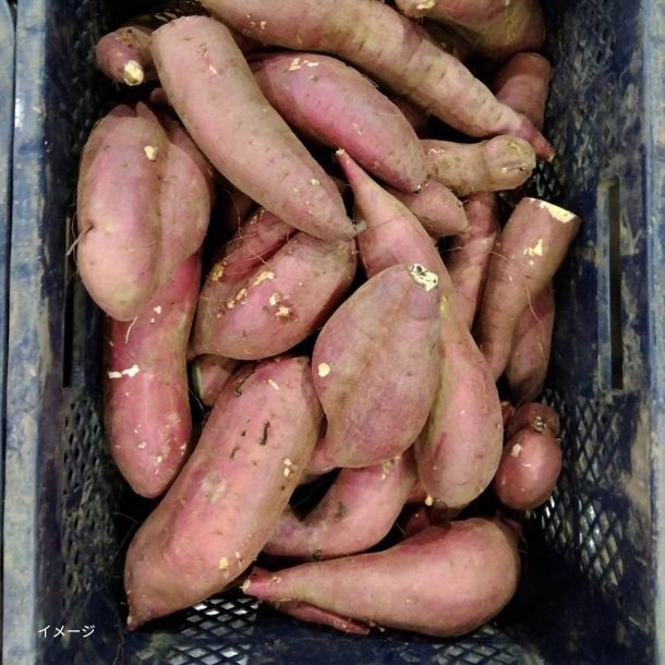 島津甘藷（紅はるか）規格外品 さつまいも」4kgのお得通販｜Kuradashi