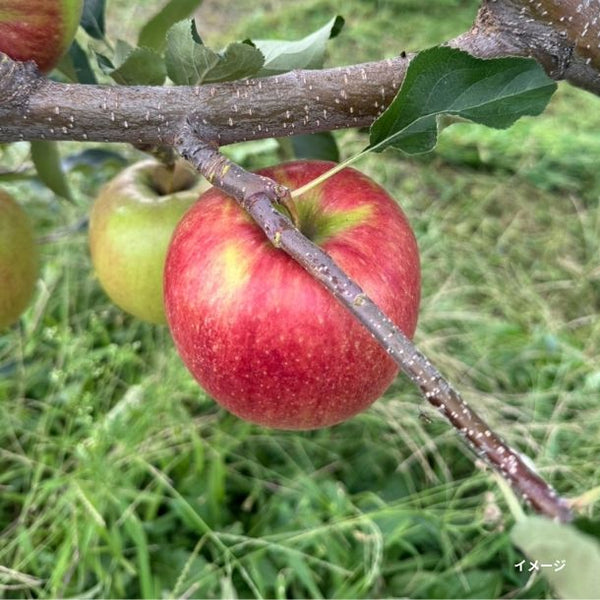 青森産「りんご（ジョナゴールド）」
