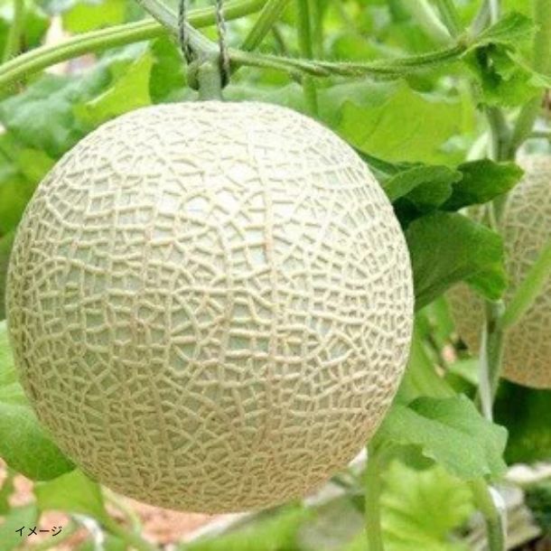 静岡県産「高級マスクメロン」のお得通販｜Kuradashi(クラダシ)で