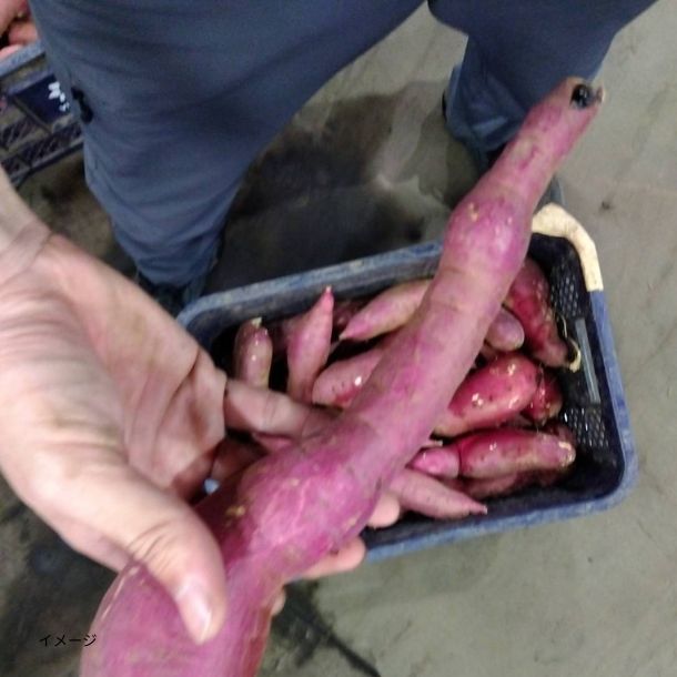 島津甘藷（紅はるか）規格外品 さつまいも」4kgのお得通販｜Kuradashi