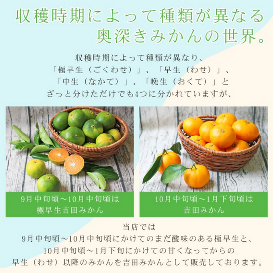 みかん お届け予定が選べる♪｜お届け予定より発送予定】有田みかんミックス