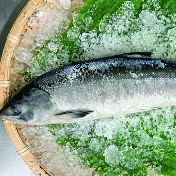 北海道産「時鮭切り身」