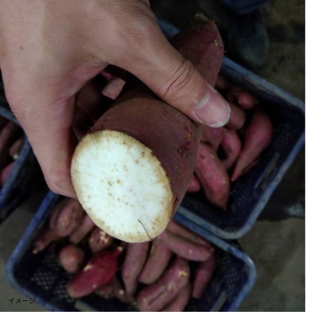 島津甘藷（紅はるか）規格外品 さつまいも」8kgのお得通販｜Kuradashi