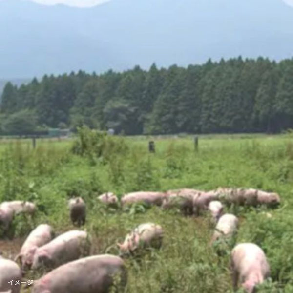 「静岡県産LYB豚 3種セット（ひき肉・小間・もも焼肉用）」