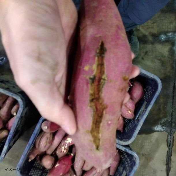 島津甘藷（紅はるか）規格外品 さつまいも」8kgのお得通販｜Kuradashi