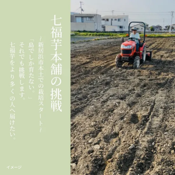 愛媛県産「七福芋」