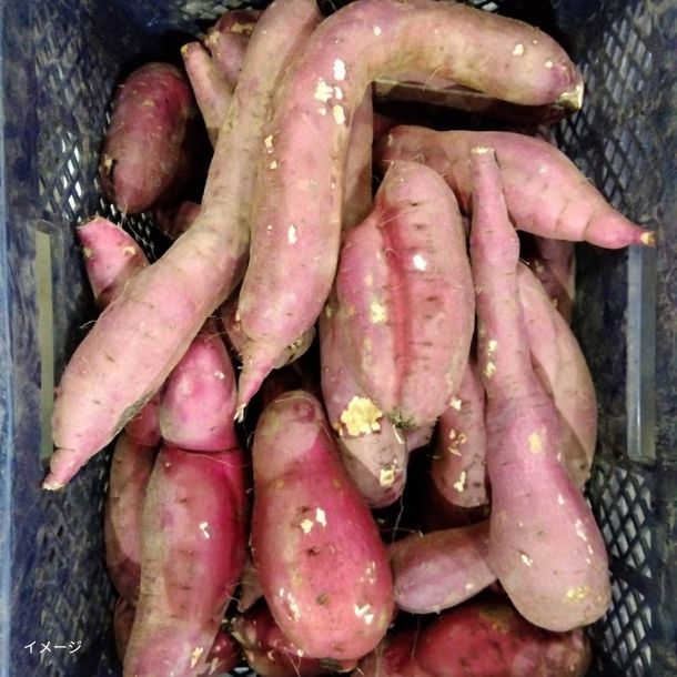 #ピーチ 紅はるか300本 HORIE Corporation / 金富士 赤富士