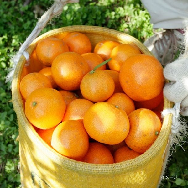 和歌山県産「有田みかんジュース」