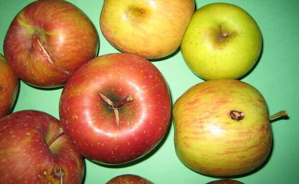 青森県「旬のりんご福箱（数品種・無選別）」約10kgのお得通販