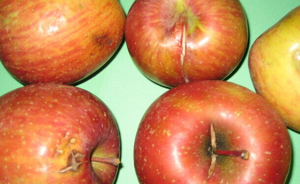 青森県「旬のりんご福箱（数品種・無選別）」約10kgのお得通販