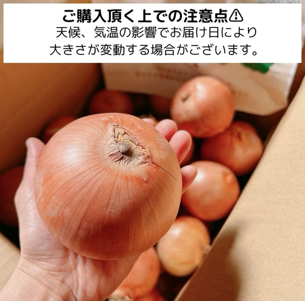 【Kuradashiオリジナル】市場直送！つやつや玉ねぎ 約10kg