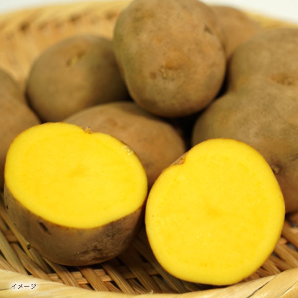 インカのめざめ インカのめざめ | JA幕別町