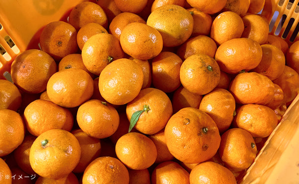 大崎上島産「雹被害の訳あり温州みかん」5kg（50個程度）のお得通販