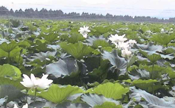 石川県産「加賀野菜 れんこん（秀品）」500gの通販｜Kuradashiで