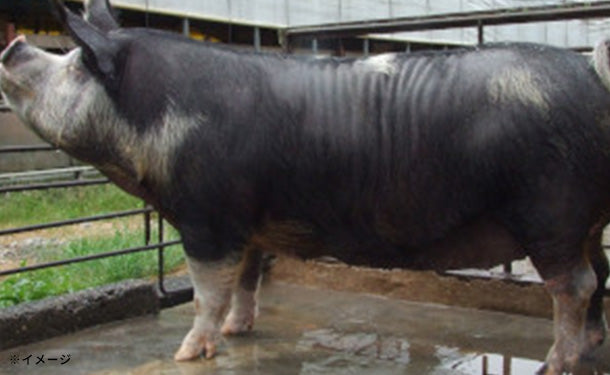 main02-2024-06-10T114251.062.