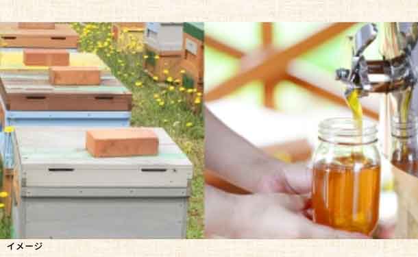 りせらや養蜂「はちみつ3種セット（春・みかん・ナッツ）」計3本のお得