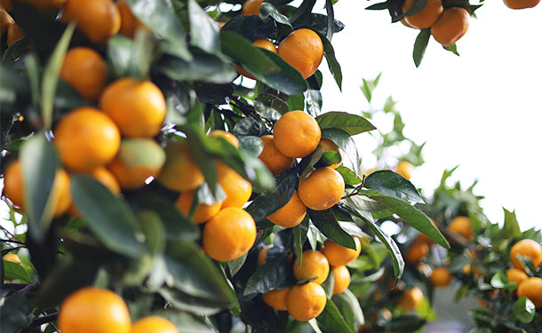 和歌山県産「訳あり 有田みかん（森本農園）」3kgのお得通販