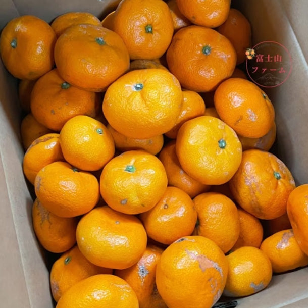 静岡県沼津産「訳ありみかん寿太郎」4.5kgのお得通販｜Kuradashi