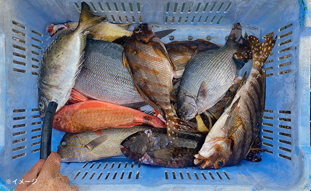 和歌山県すさみ町産「すさみの旬の未利用魚 お試しセット」1.0～1.5kg